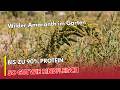 Heilpflanzen aus dem Garten? Warum Amaranth als „Unkraut“ wertvoller ist als viele Superfoods 🌿