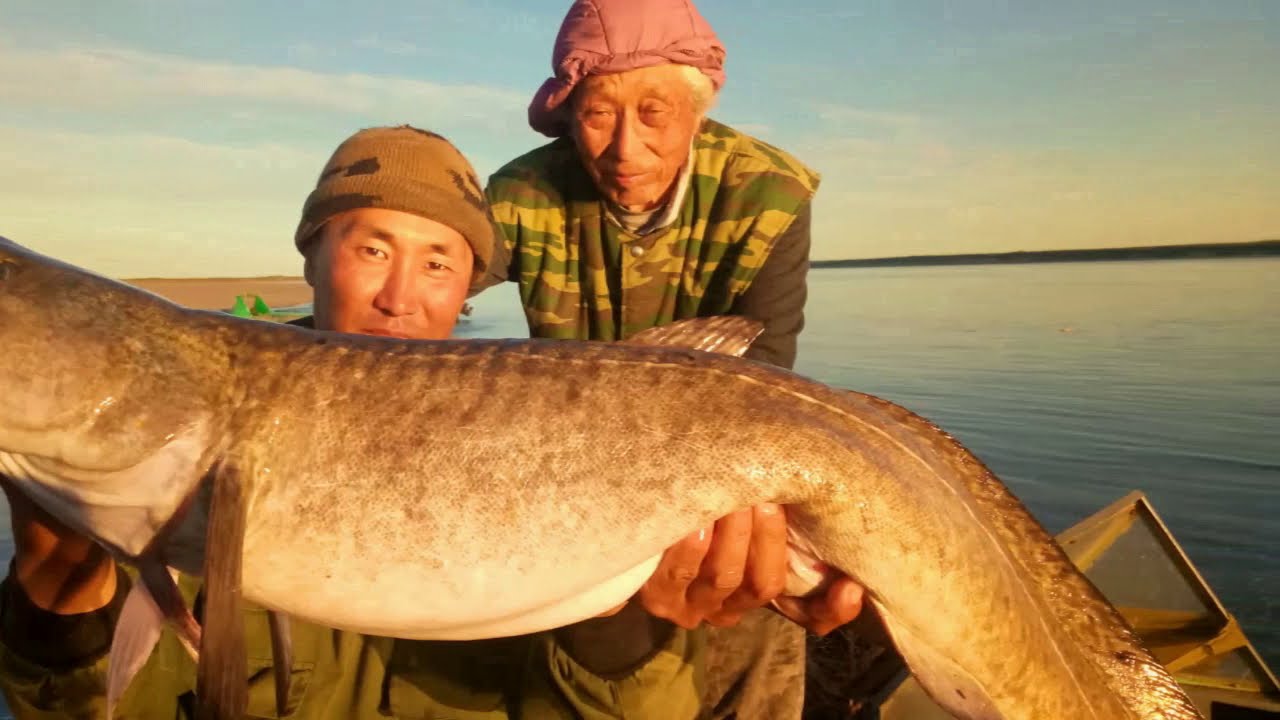 Дикий клев окуня -2 catch of perch 2018, part 2 Yakutia Якутия