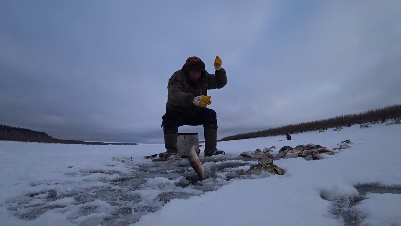 Дикий клев окуня -2 catch of perch 2018, part 2 Yakutia Якутия