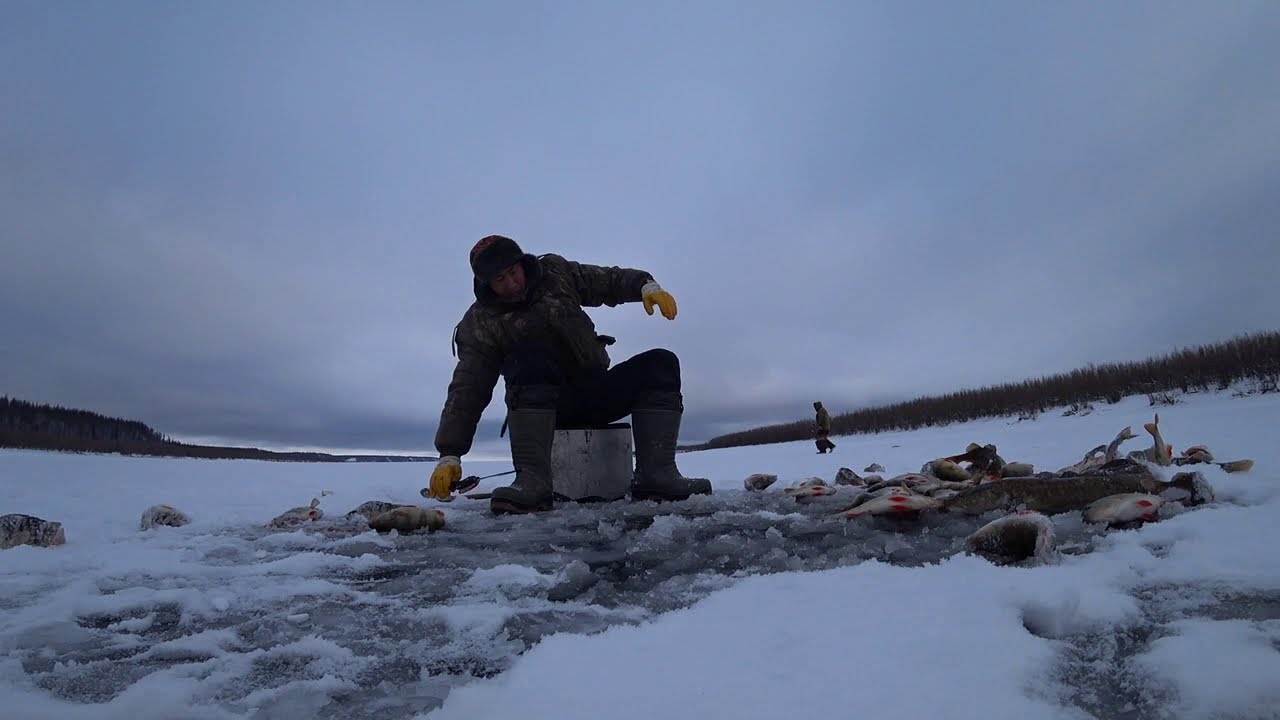 Дикий клев окуня -2 catch of perch 2018, part 2 Yakutia Якутия