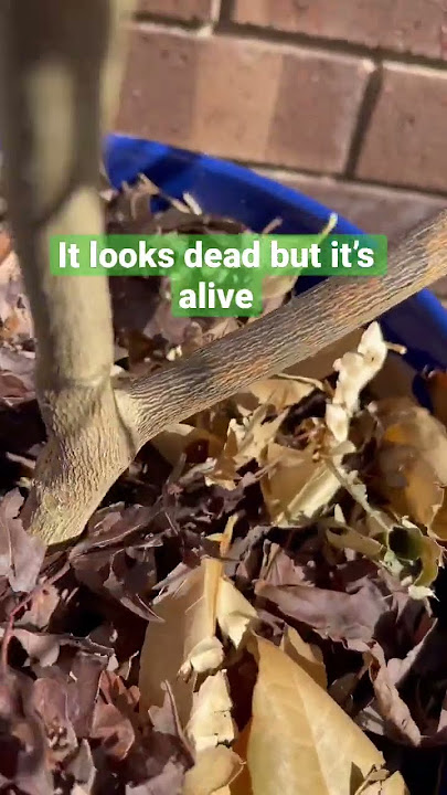 My Lemon tree looks dead