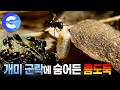 민냄새개미 군락에 숨어들어 먹이를 훔치는 &#39;곡식좀나방&#39;애벌레는 무사할 수 있을까? | 개미 | 나방