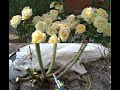 Versilia (Версилия) - та самая роза из ролика весенней обрезки.