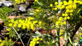 3 Year Update on Seed-Grown Acacia Baileyana Now Blooming by Do It Yourselfer Home and Garden Guy 276 views 2 months ago 2 minutes, 12 seconds