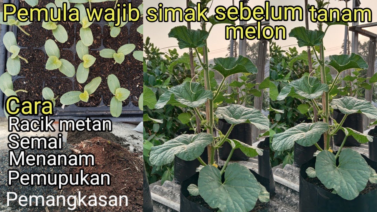 Cara menanam melon di rumah#mulai dari membuat metan#semai#pemupukan#pruning@Sobat garden