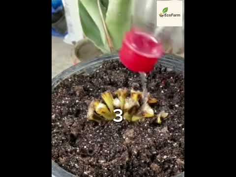 طريقة سهلة لزراعة شجرة الموز في البيت زراعة 