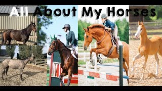 All About My Horses... btw i got a new horse