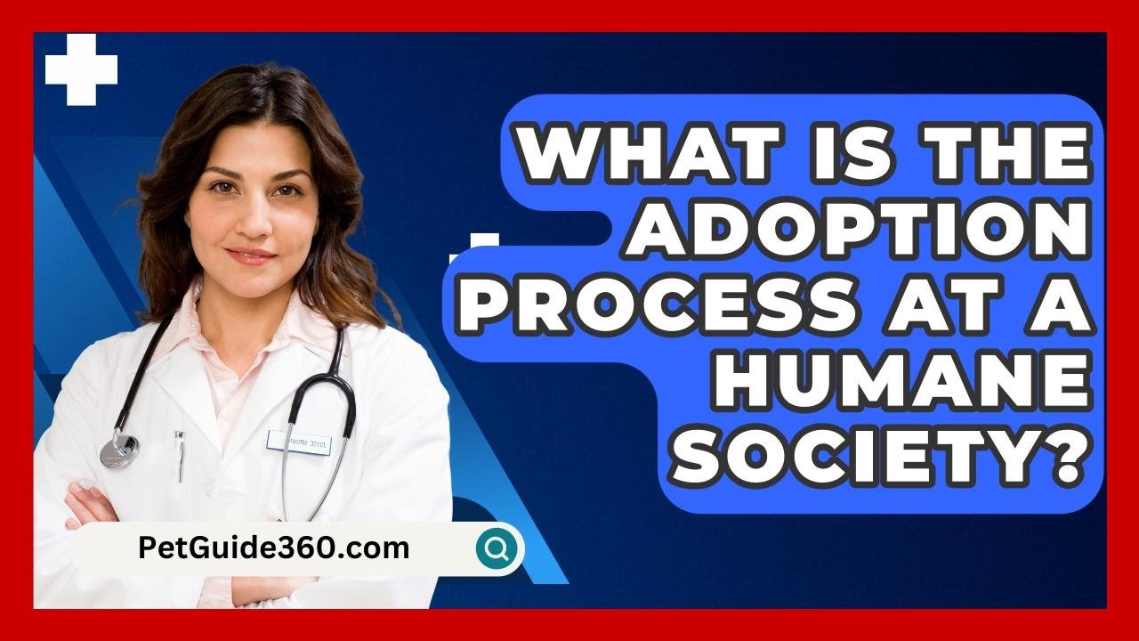 What Is the Adoption Process at a Humane Society? - PetGuide360.com