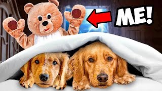 Pranking My Dogs For 24 Hours!