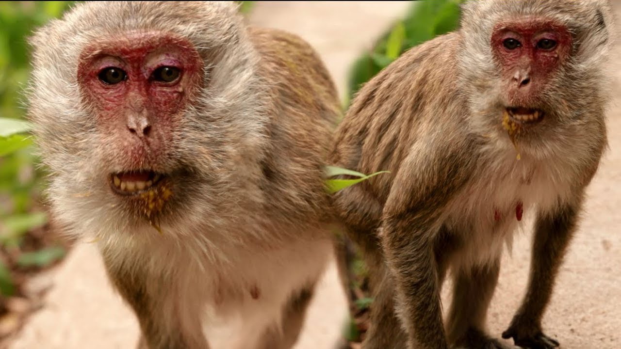 because sandali lyrics Poor Abigail Try To Caught Flies Because She Hate These Insect Harassment Heidi II