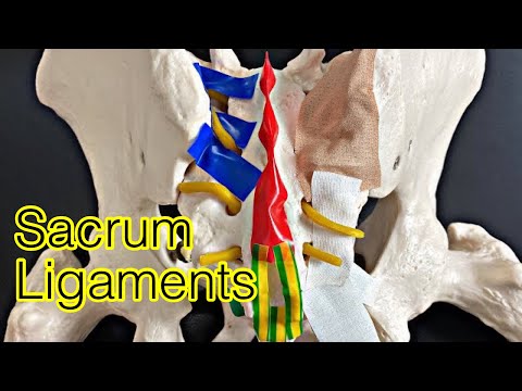 Anatomy of ligaments on pelvis (English)