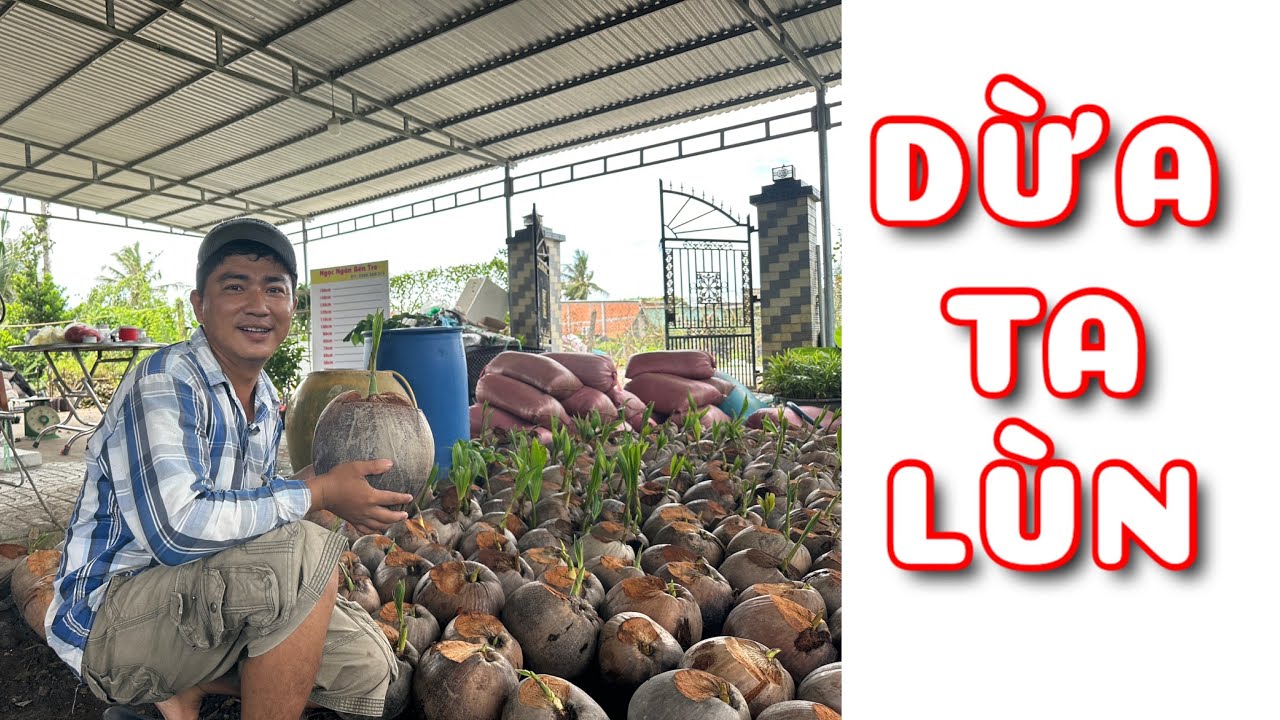 Cây Dừa ta lùn trái siêu to | 0386569374 - Ngọc Ngân Bến Tre | Chuyên cây độc lạ