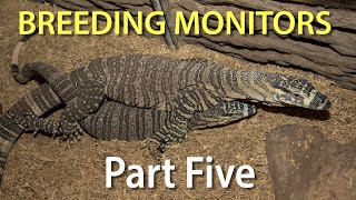 Breeding monitors in captivity Part Five: Courting and mating.