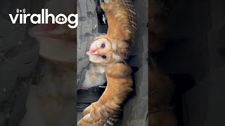 Man Finds a Barn Owl Perched on His Tire || ViralHog