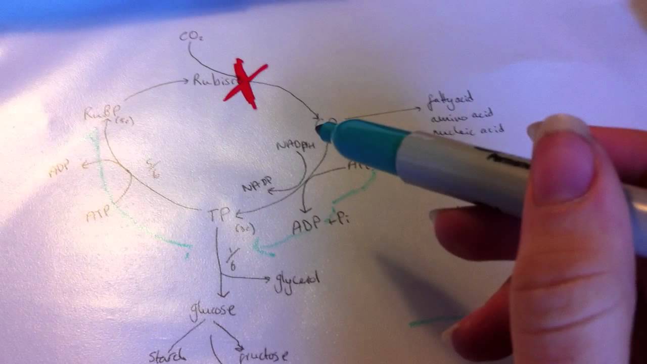 Limiting Factors In Photosynthesis YouTube