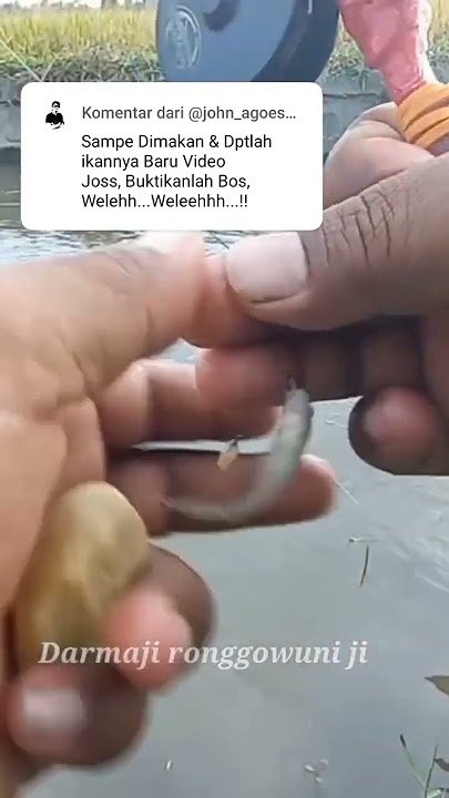 Umpan Ikan Wader Go Potato Asal Nyangkut Full Fidio Ada di Youtube @Ucengwader