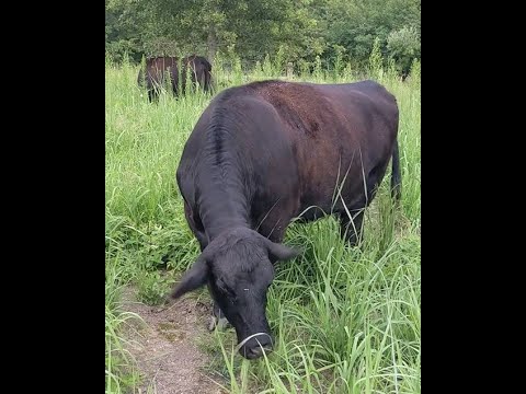 Beating The Summer Slump: Grazing Native Warm-Season Grasses