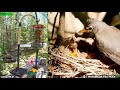 Lgr bird feed  bird nest april 29 2024