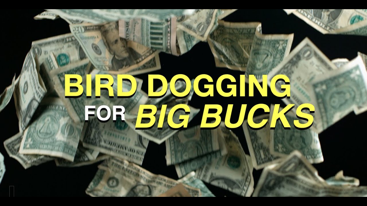 Bird Dogging for Big Bucks! YouTube
