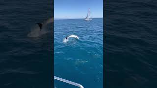 Dolphins Playfully Interact With Sailboat Bow