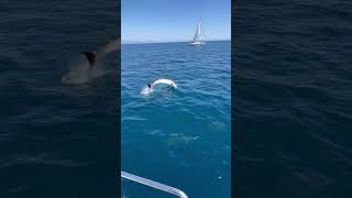 Dolphins Playfully Interact with Sailboat Bow