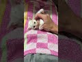 みくちゃんと遊んでる気分になろう🎵 #子ネコ #猫 #好きな子猫 #子猫
