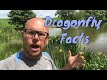 Dragonfly Information - Fun facts about Dragonflies - Any Pond LTD