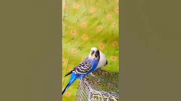 تغريد البادجي طيور الحب ما شاء الله Shorts Shortsvideo Short 