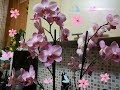 Мой уход за орхидеями часть 1(закрытая система)
