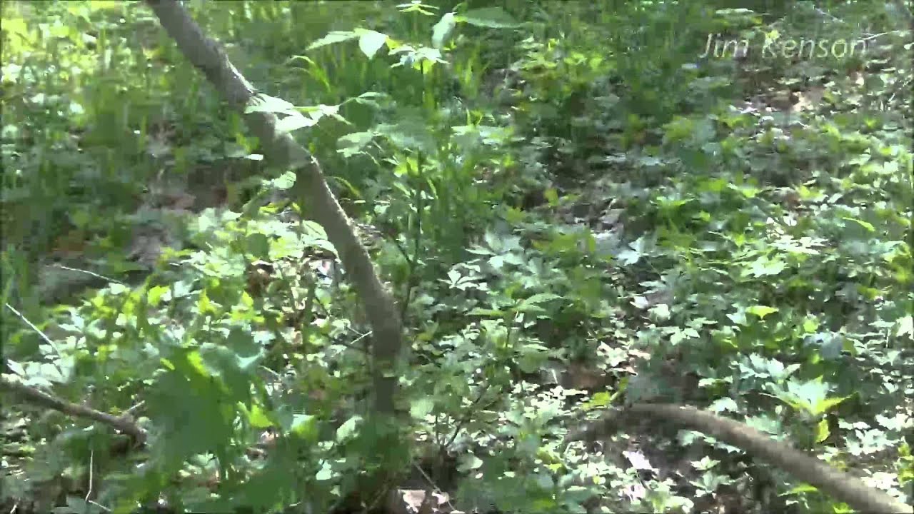 Indiana Mushroom Hunting YouTube