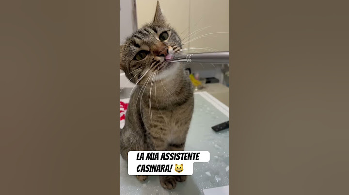 La mia assistente casinara! 😺