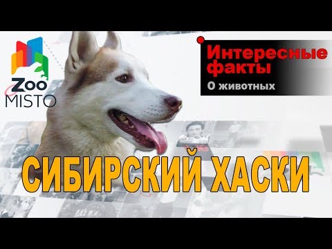 Сибирский Хаски -