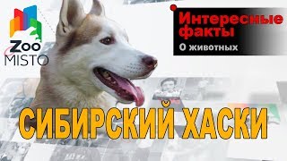 Сибирский Хаски - Интересные факты о породе Сибирский Хаски - Интересные факты о породе