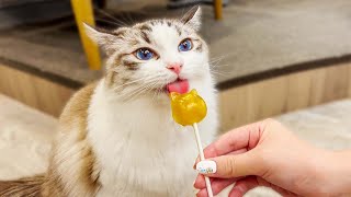 New Funniest Cats And Dogs Videos 😁 Best Of The 2024 Funny Animal Videos 😁 - Cutest Animals Ever by Ninja Cats 18,709 views 3 months ago 30 minutes