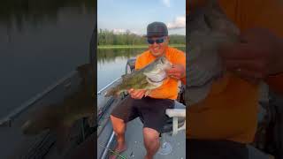 Topwater Tank! #fyp#viral #bassfishing#mn#pig#giantbass #bucketmouth#fishing#fish#bass #sportfishing