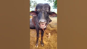 Pani Lao Re 