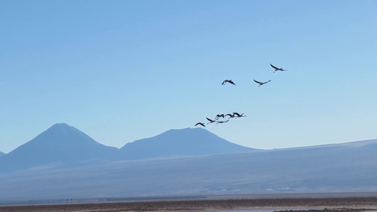 The Chaxa lagoon, Los Flamencos national reserve, Antofagasta Region of northern Chile, July 2019