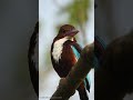 White  throated kingfisher  behavior  anirudh vidyabhushan  2021