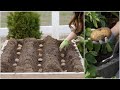 Growing Potatoes from Planting to Harvest! 🥔🌿