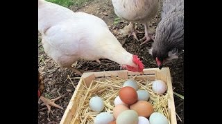 видео Характеристика Бресс Гальской породы кур, ее особенности и фото