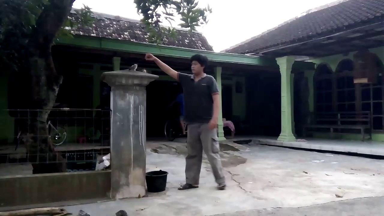 Burung Kutilang Bahan Ff Fry Flay Youtube