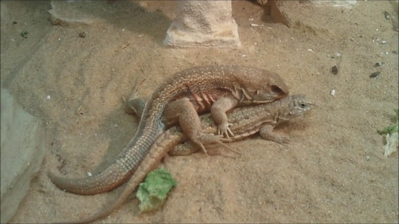 Reptilien Paarung Live Full Hd Youtube