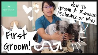 Rescue Dogs Quick Clean Up &amp; Grooming (Schnauzer Mix) | Wittle Havanese