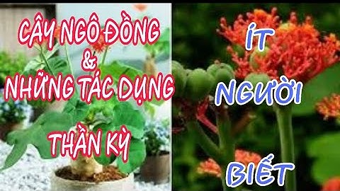 Cây ngô đồng và những tác dụng thần kỳ ít người biết.