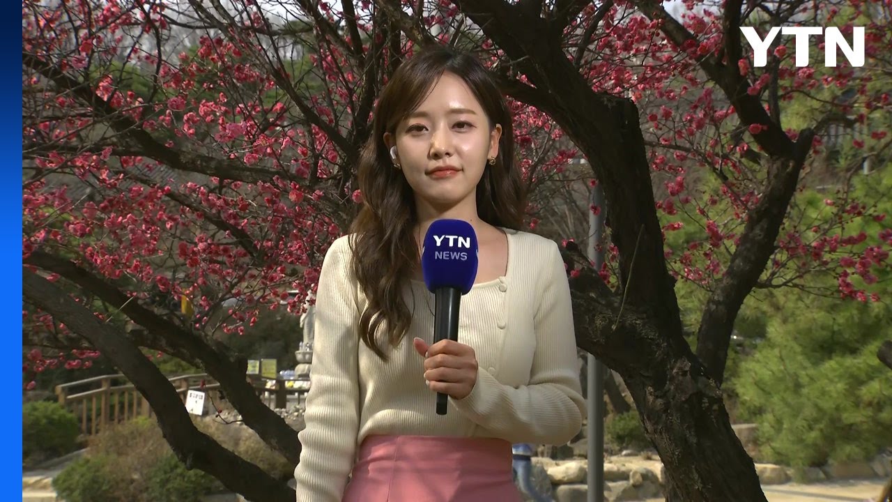 [날씨] 고온에 봄꽃 활짝...건조한 날씨 속 '산불 비상' / YTN