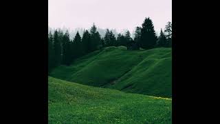 lavender field