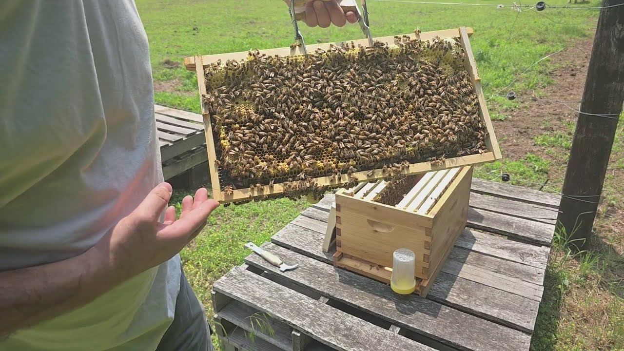 Are My Bees Doing OK? (Week 4 Hive Check) - YouTube
