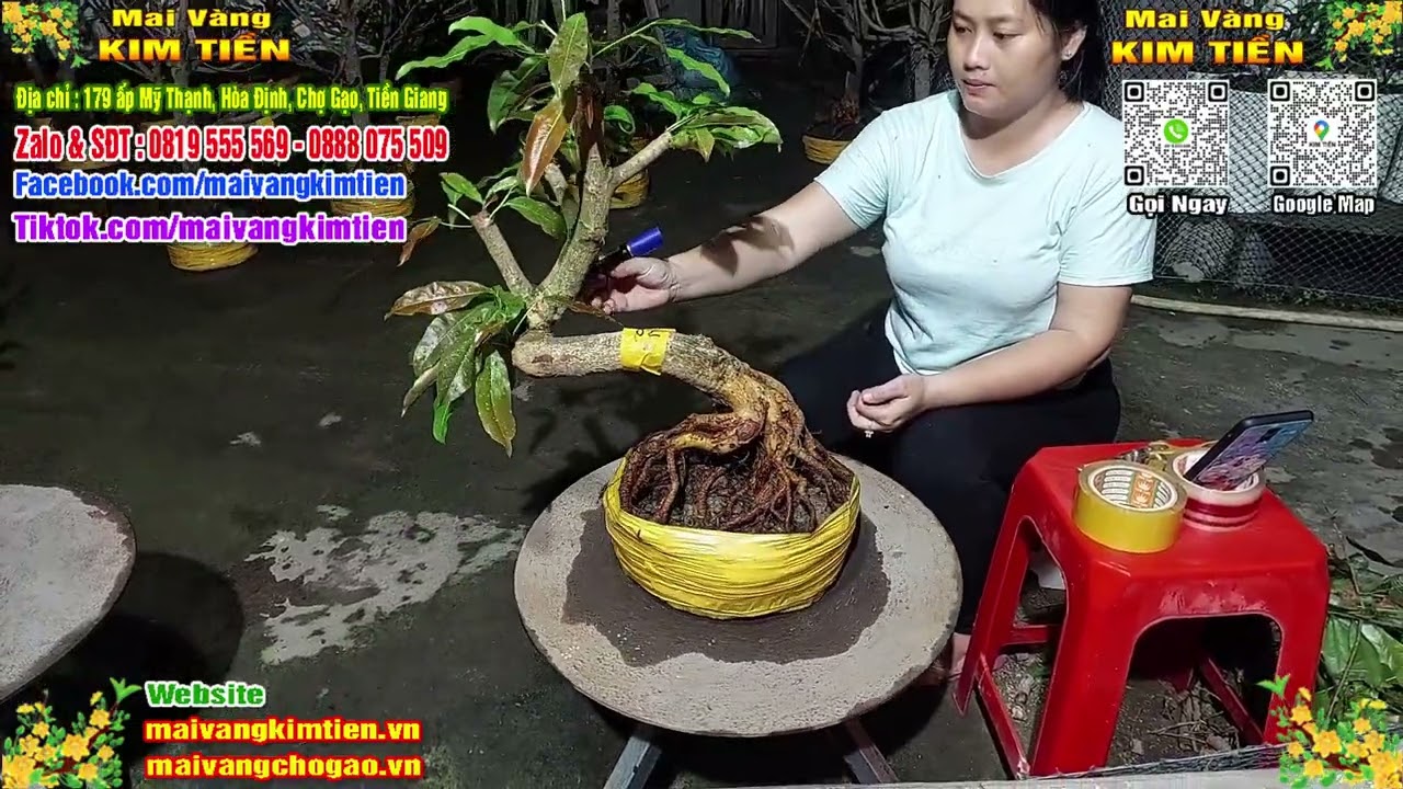 Phôi Mai Thủ Đức Giá Rẻ Bao Ship Bao Sống Toàn Quốc - Mai Vàng Kim Tiền Chợ Gạo