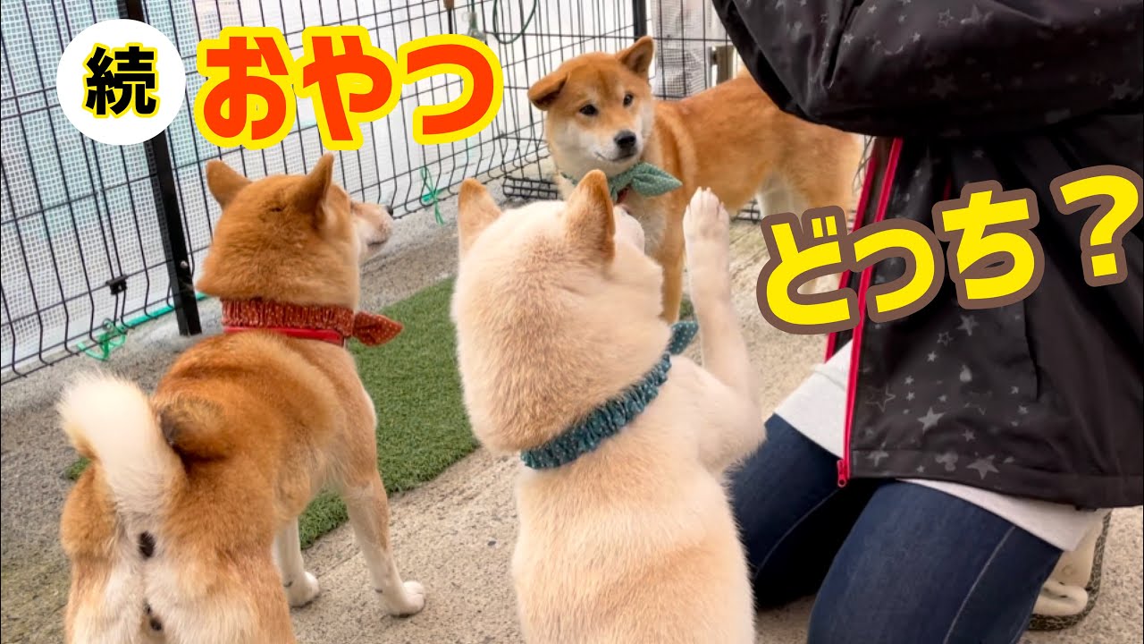 続 おやつどっちゲームでどーでもよくなった柴犬たちの真顔 笑 Youtube