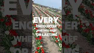 life lessons | quotes || #lifelessons #status #quotes #ytshorts #shortvideo #trending #yt #tulip ||